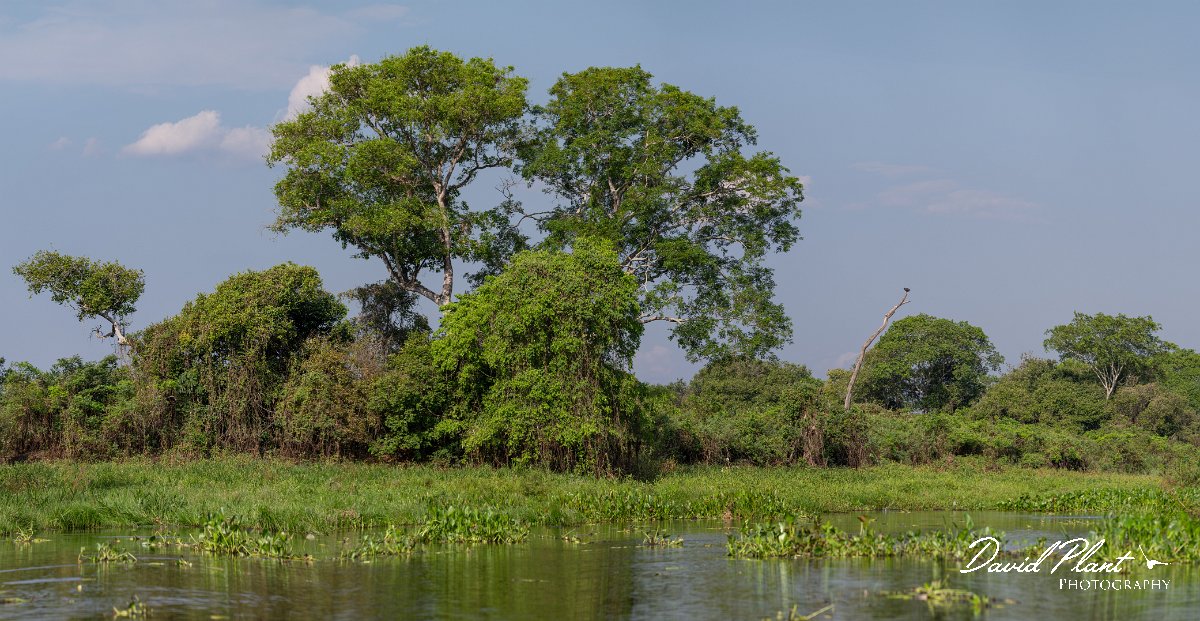 DPPhotography - Pantanal - Great black hawk - F.jpg - Great black hawk - Pantanal, Brazil