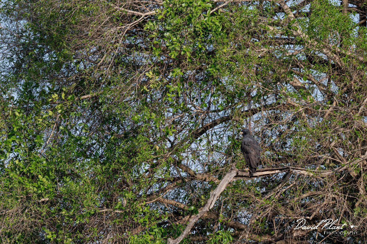 DPPhotography - Pantanal - Great black hawk - G.jpg - Great black hawk - Pantanal, Brazil