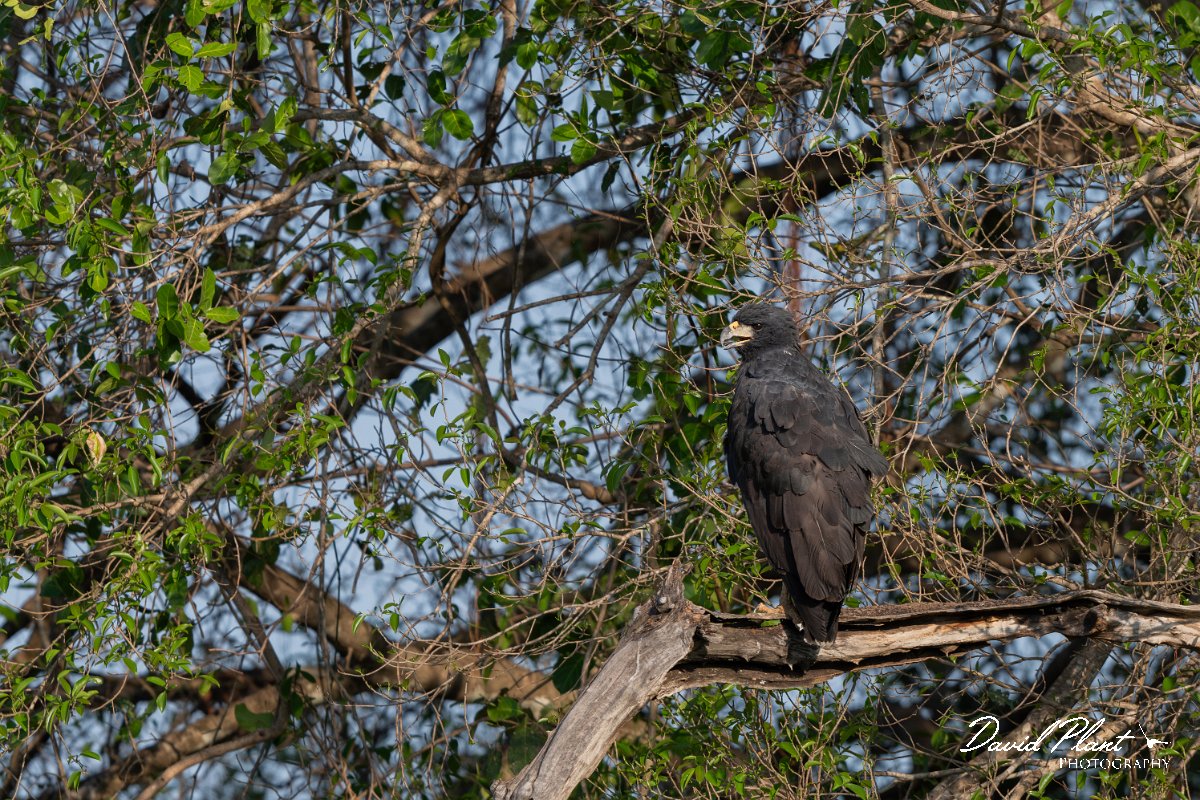 DPPhotography - Pantanal - Great black hawk - H.jpg - Great black hawk - Pantanal, Brazil