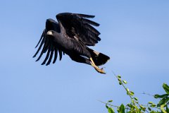 DPPhotography - Pantanal - Great black hawk - A