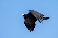 DPPhotography - Pantanal - Great black hawk - B