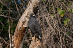 DPPhotography - Pantanal - Great black hawk - C
