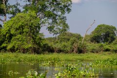 DPPhotography - Pantanal - Great black hawk - E