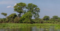 DPPhotography - Pantanal - Great black hawk - F
