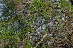 DPPhotography - Pantanal - Great black hawk - G