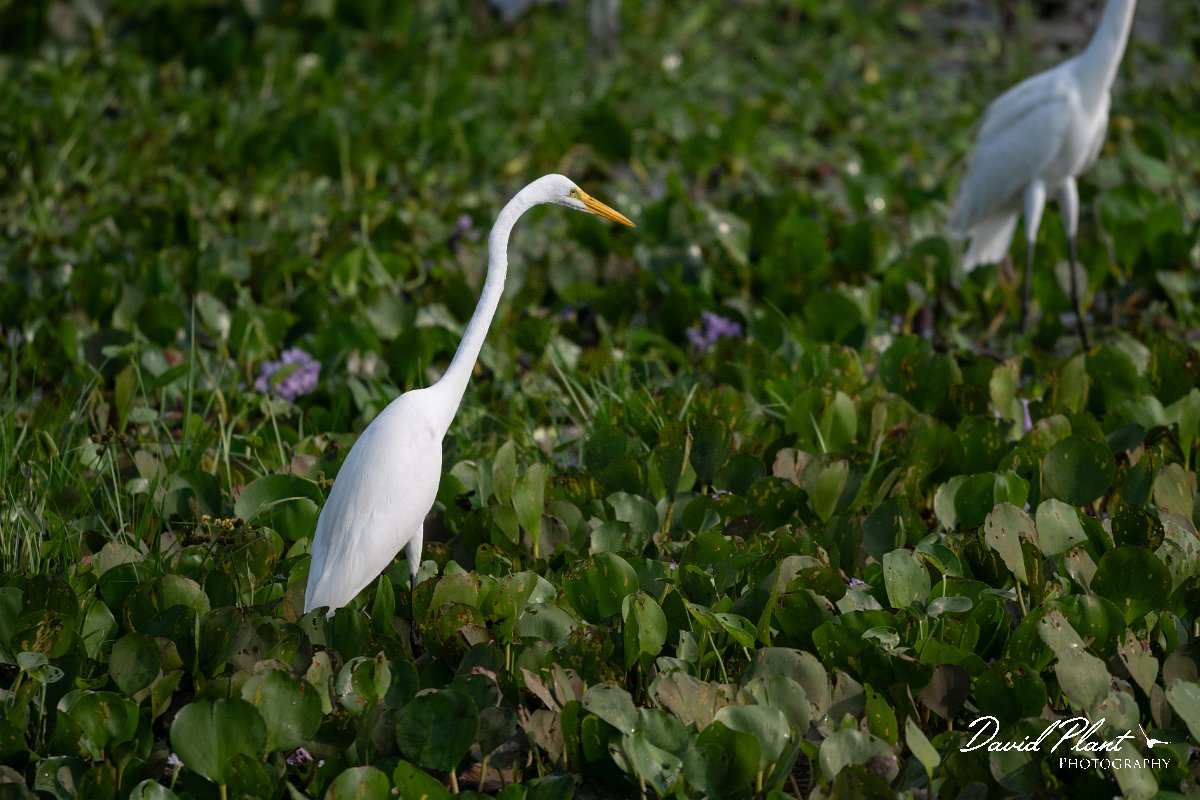DPPhotography - Pantanal - Great egret - A.jpg - Great egret - Transpantaneira, Brazil