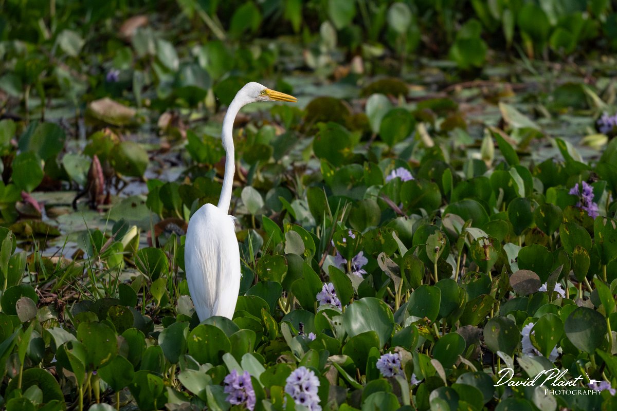 DPPhotography - Pantanal - Great egret - B.jpg - Great egret - Transpantaneira, Brazil