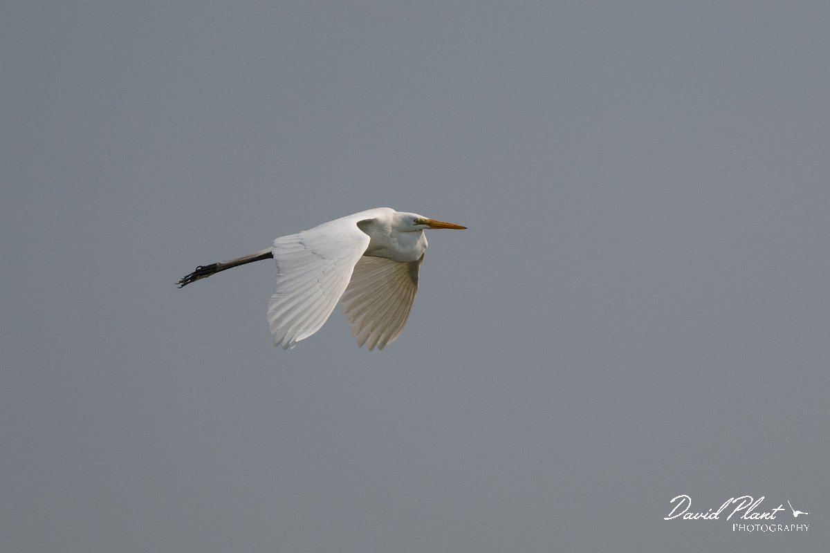 DPPhotography - Pantanal - Great egret - C.jpg - Great egret - Transpantaneira, Brazil