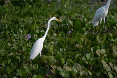 DPPhotography - Pantanal - Great egret - A
