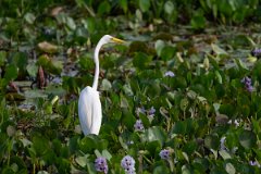 DPPhotography - Pantanal - Great egret - B