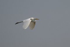 DPPhotography - Pantanal - Great egret - C