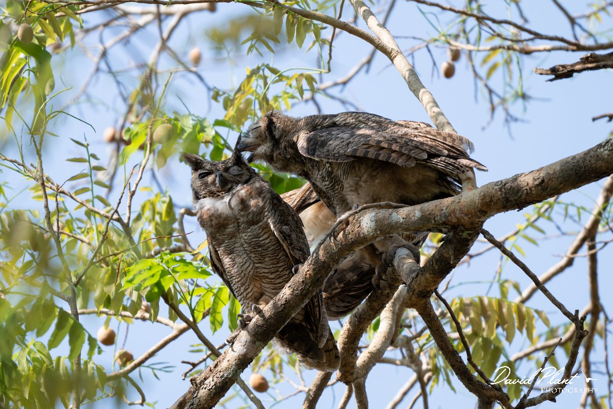 DPPhotography - Pantanal - Great horned owl - B.jpg - Great horned owl - Pantanal, Brazil