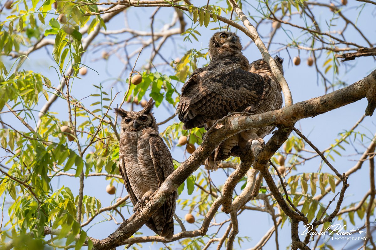 DPPhotography - Pantanal - Great horned owl - C.jpg - Great horned owl - Pantanal, Brazil