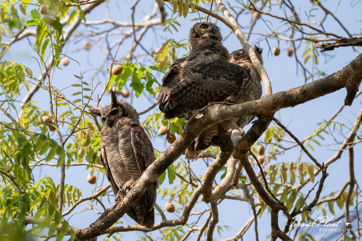 DPPhotography - Pantanal - Great horned owl - D.jpg - Great horned owl - Pantanal, Brazil