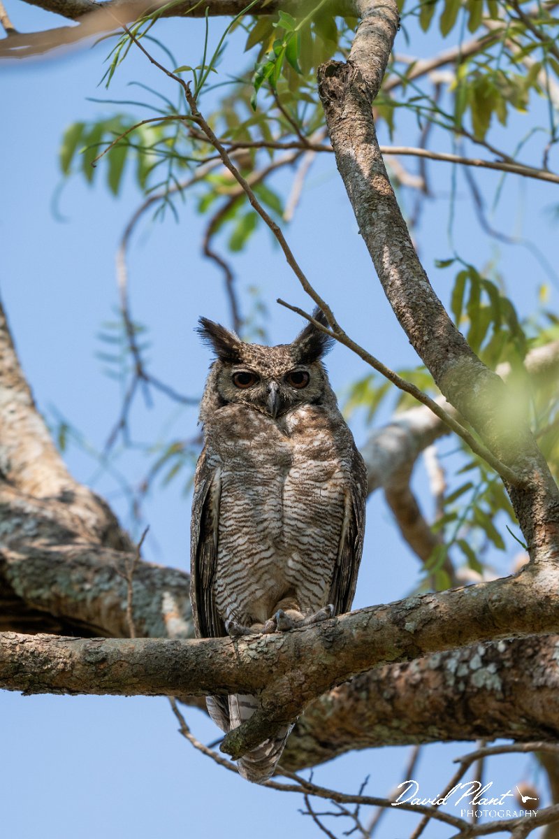 DPPhotography - Pantanal - Great horned owl - E.jpg - Great horned owl - Pantanal, Brazil
