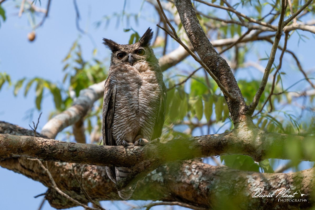 DPPhotography - Pantanal - Great horned owl - F.jpg - Great horned owl - Pantanal, Brazil