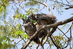 DPPhotography - Pantanal - Great horned owl - B