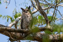 DPPhotography - Pantanal - Great horned owl - F