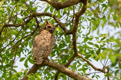 DPPhotography - Pantanal - Great horned owl - G