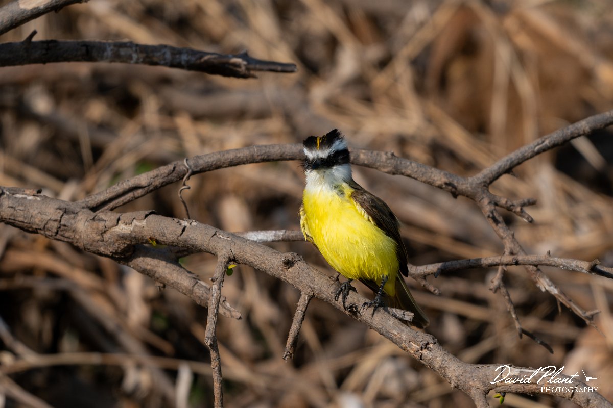 DPPhotography - Pantanal - Great kiskadee - A.jpg - Great kiskadee - Pantanal, Brazil