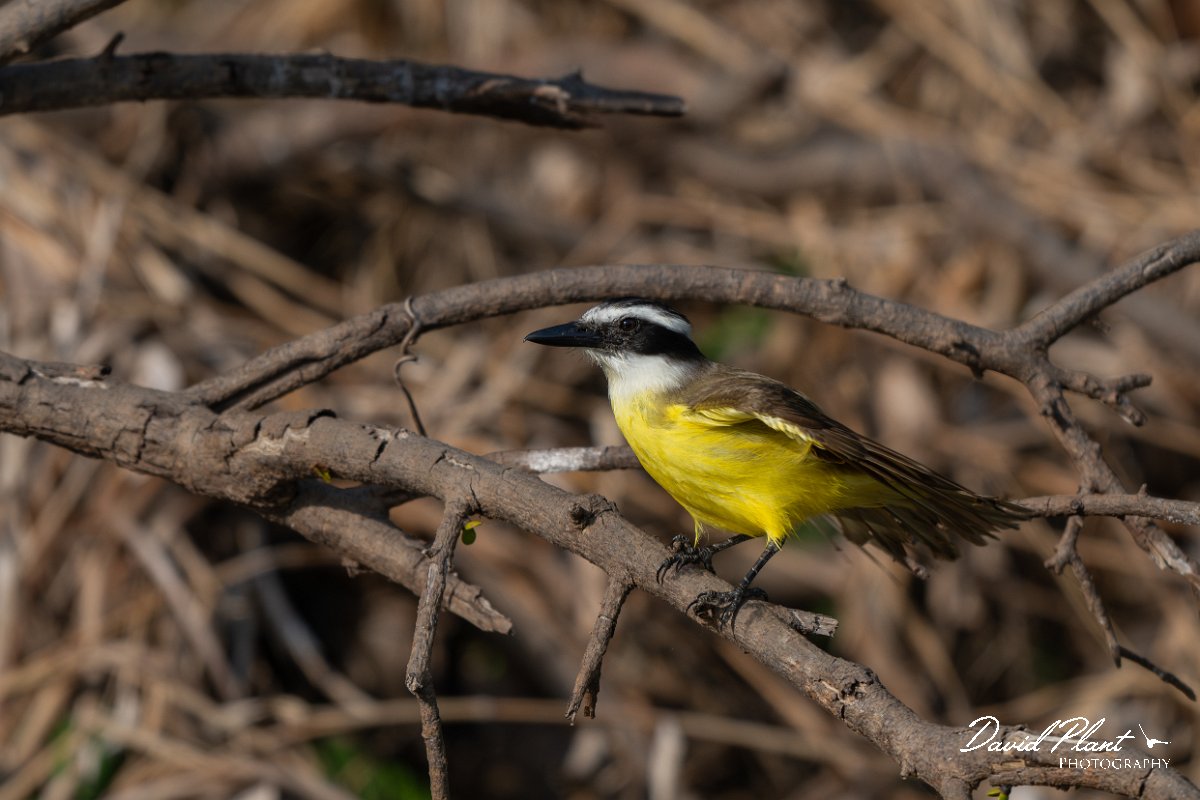 DPPhotography - Pantanal - Great kiskadee - B.jpg - Great kiskadee - Pantanal, Brazil