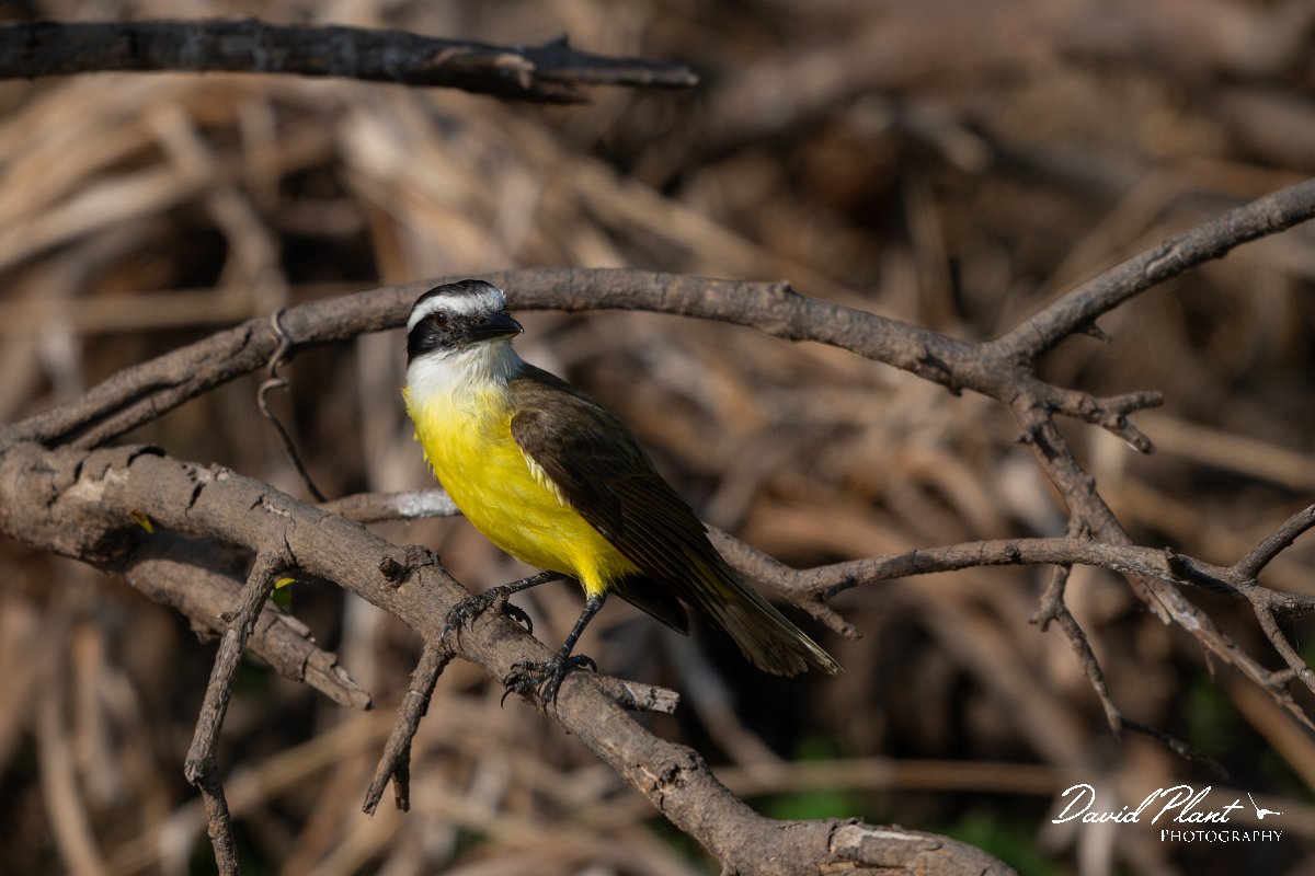 DPPhotography - Pantanal - Great kiskadee - C.jpg - Great kiskadee - Pantanal, Brazil