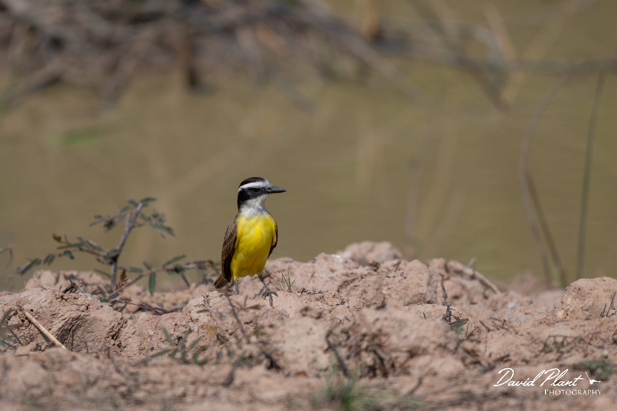 DPPhotography - Pantanal - Great kiskadee - E.jpg - Great kiskadee - Pantanal, Brazil