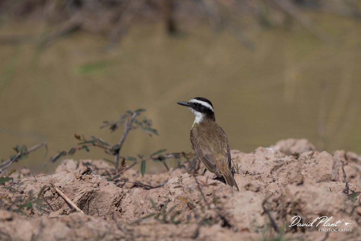DPPhotography - Pantanal - Great kiskadee - F.jpg - Great kiskadee - Pantanal, Brazil