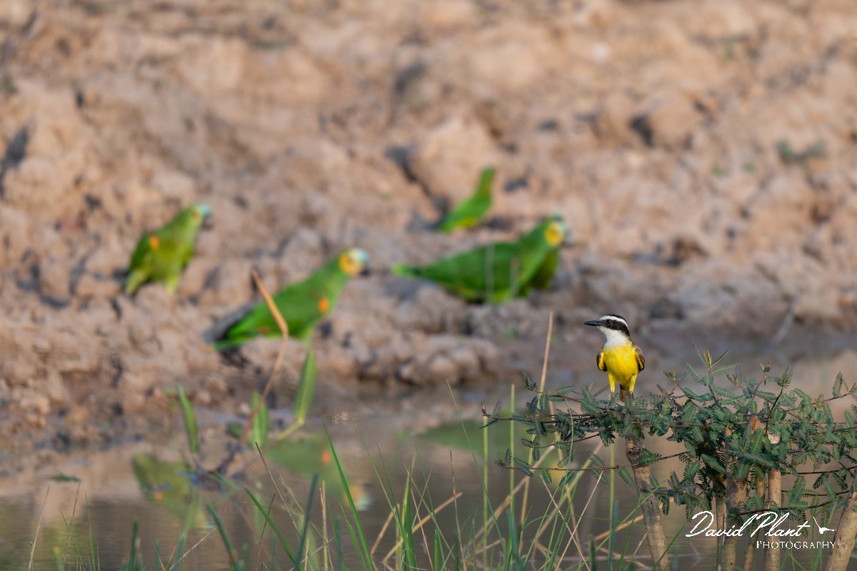 DPPhotography - Pantanal - Great kiskadee - G.jpg - Great kiskadee - Pantanal, Brazil
