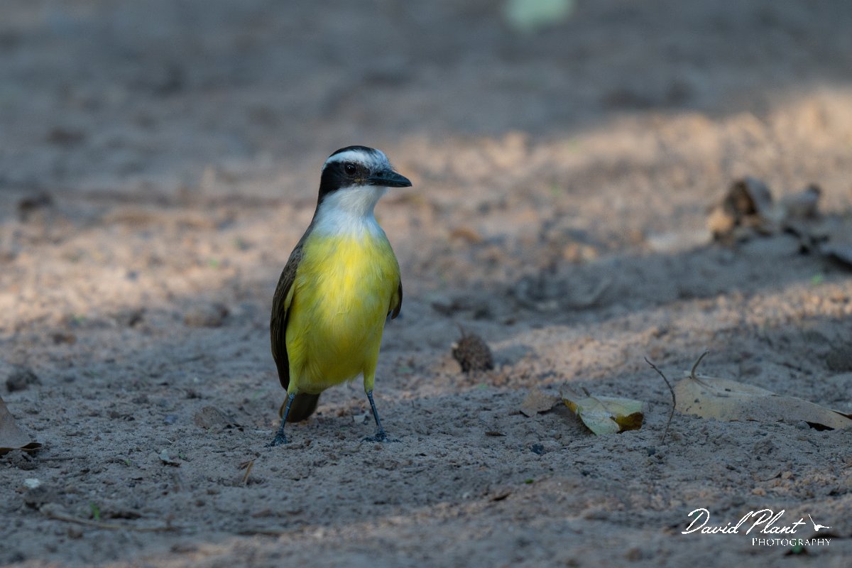 DPPhotography - Pantanal - Great kiskadee - H.jpg - Great kiskadee - Pantanal, Brazil