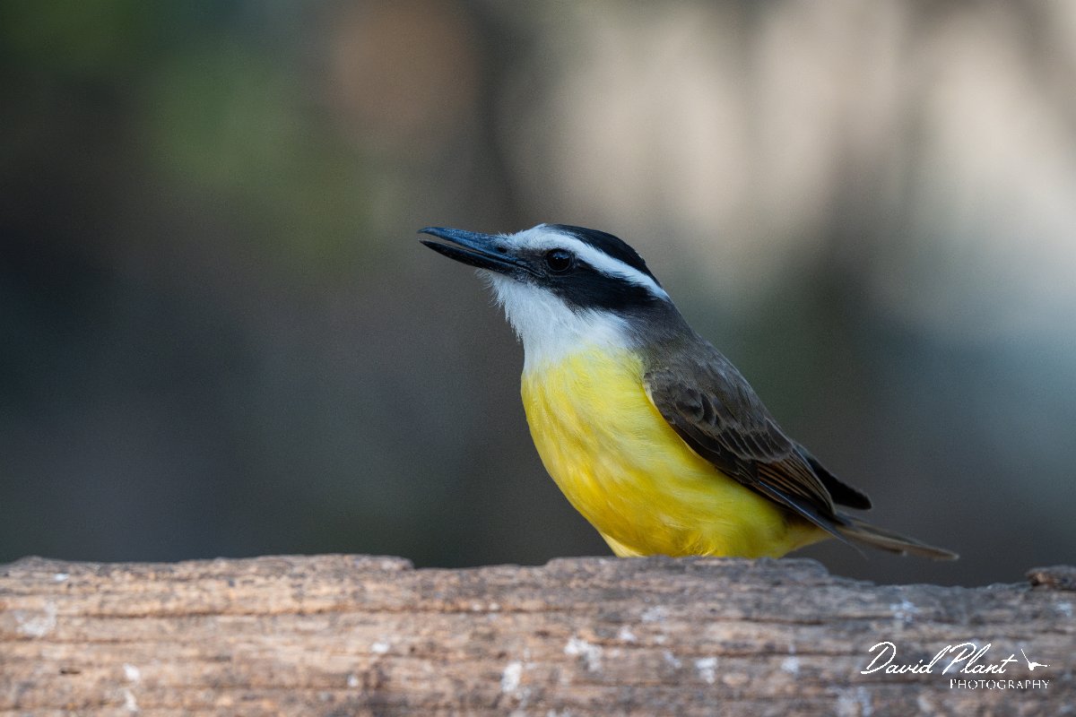 DPPhotography - Pantanal - Great kiskadee - I.jpg - Great kiskadee - Pantanal, Brazil
