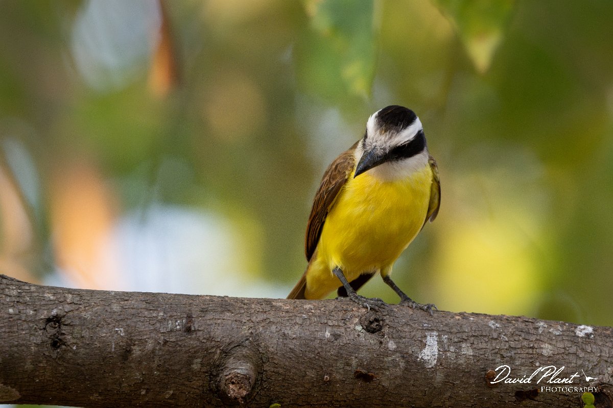 DPPhotography - Pantanal - Great kiskadee - K.jpg - Great kiskadee - Pantanal, Brazil