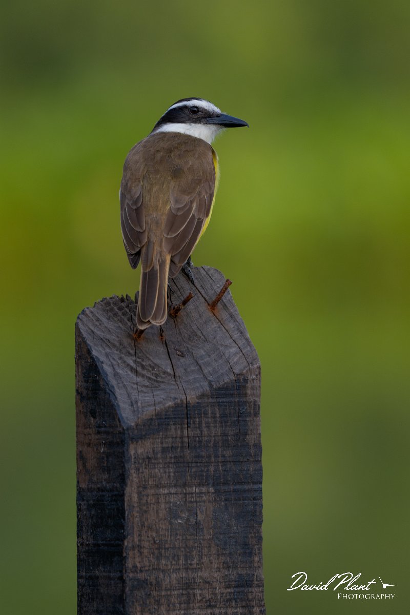 DPPhotography - Pantanal - Great kiskadee - L.jpg - Great kiskadee - Pantanal, Brazil
