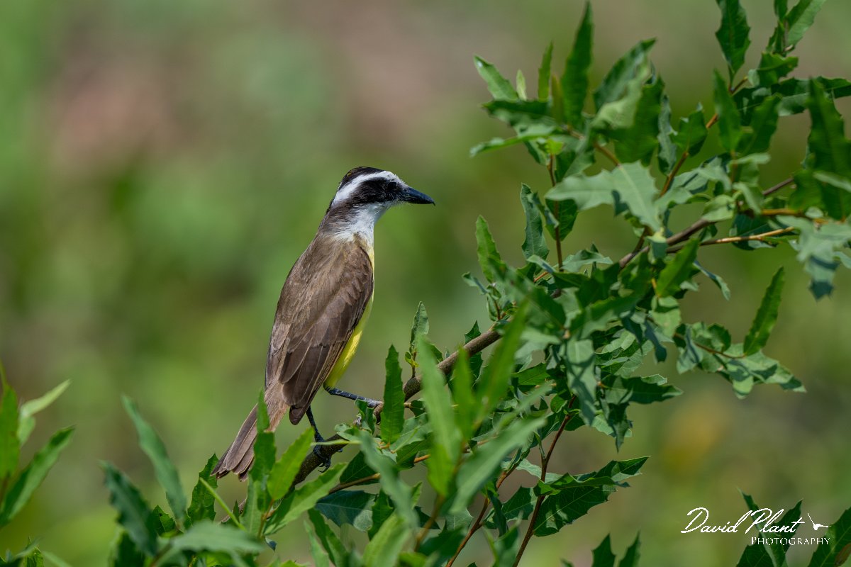 DPPhotography - Pantanal - Great kiskadee - M.jpg - Great kiskadee - Pantanal, Brazil