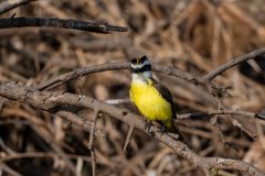 DPPhotography - Pantanal - Great kiskadee - A