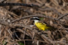 DPPhotography - Pantanal - Great kiskadee - B