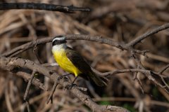 DPPhotography - Pantanal - Great kiskadee - C