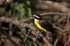 DPPhotography - Pantanal - Great kiskadee - D