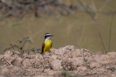 DPPhotography - Pantanal - Great kiskadee - E
