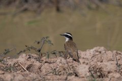 DPPhotography - Pantanal - Great kiskadee - F