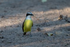 DPPhotography - Pantanal - Great kiskadee - H