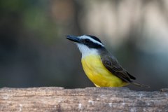 DPPhotography - Pantanal - Great kiskadee - I