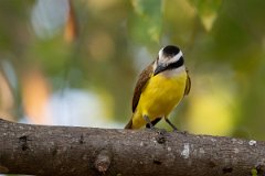 DPPhotography - Pantanal - Great kiskadee - K