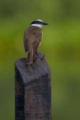 DPPhotography - Pantanal - Great kiskadee - L