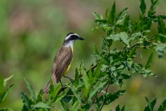 DPPhotography - Pantanal - Great kiskadee - M