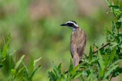 DPPhotography - Pantanal - Great kiskadee - N