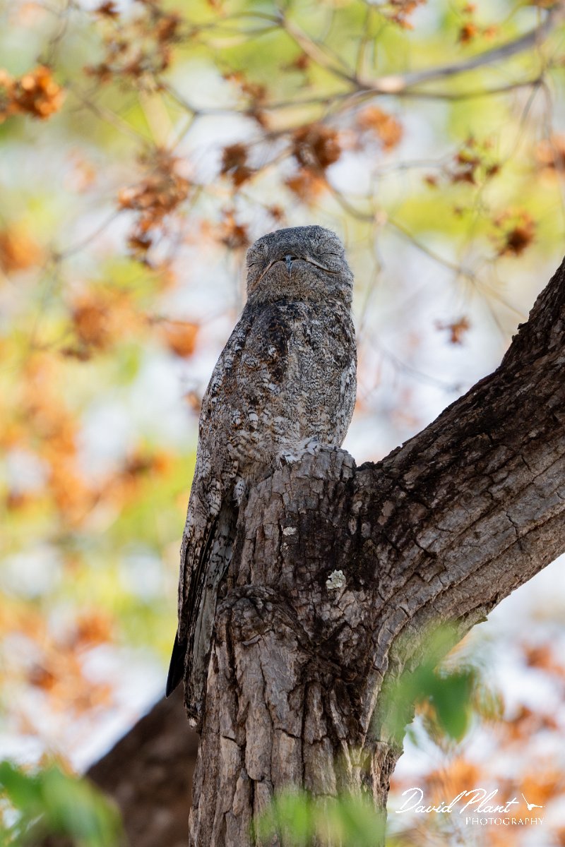 DPPhotography - Pantanal - Great potoo - A.jpg - Great potoo - Transpantaneira, Brazil