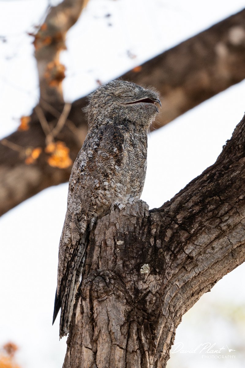 DPPhotography - Pantanal - Great potoo - B.jpg - Great potoo - Transpantaneira, Brazil