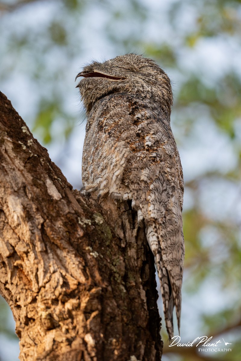 DPPhotography - Pantanal - Great potoo - D.jpg - Great potoo - Transpantaneira, Brazil