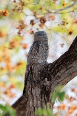 DPPhotography - Pantanal - Great potoo - A